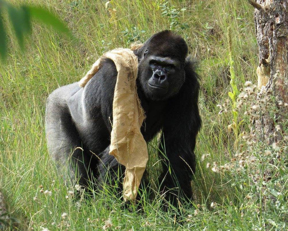 Male gorilla with enrichment